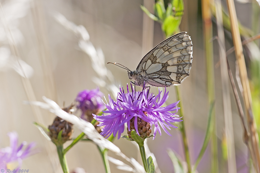 Es war einmal eine Sommerwiese