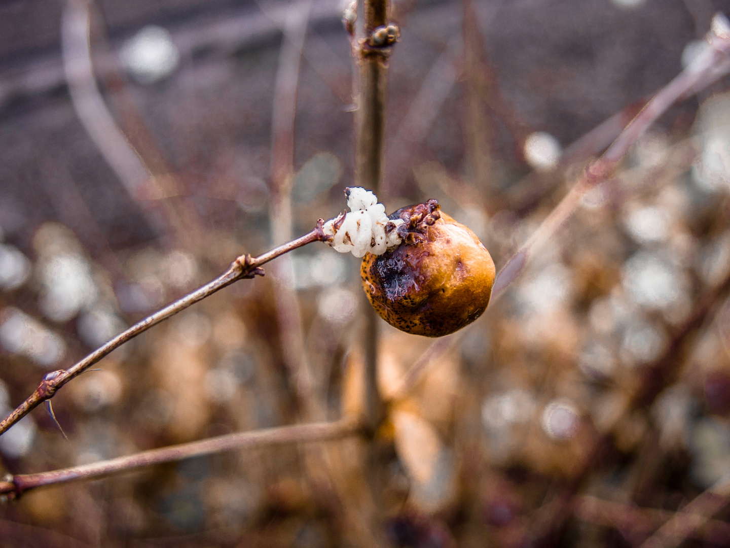 Es war einmal eine weisse Schneebeere.....!!