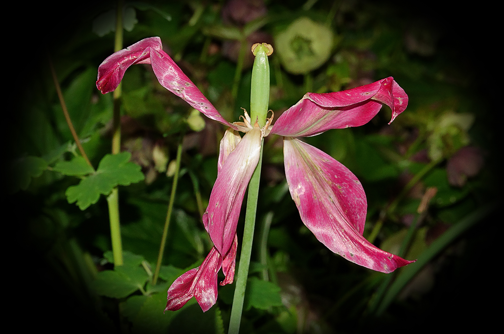 Es war einmal eine wunderschöne Tulpenblüte..........