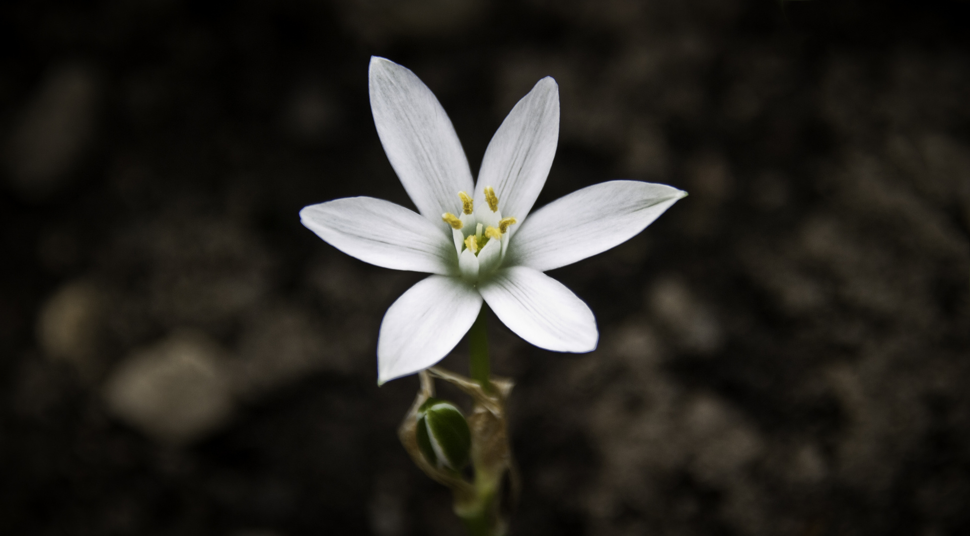 Es war einmal Frühling