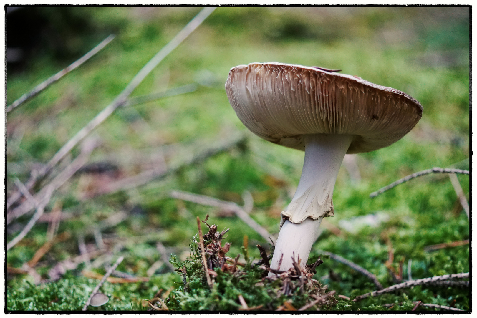 es war einmal...tanz im zauberwald..