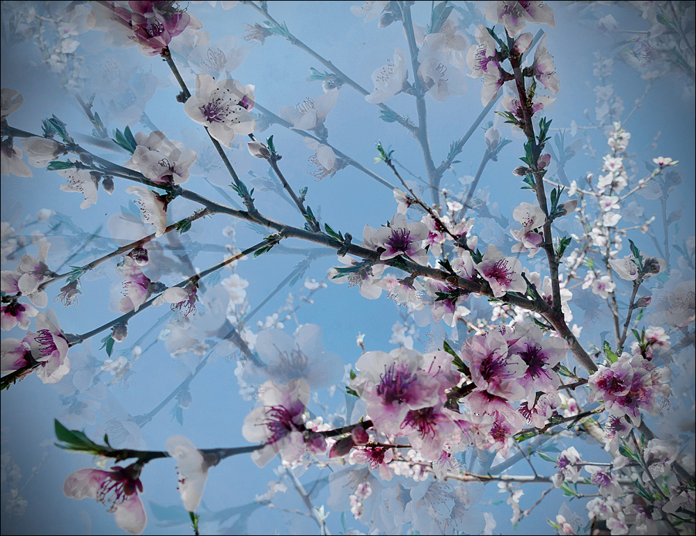 Es war, es war ... ein Frühling