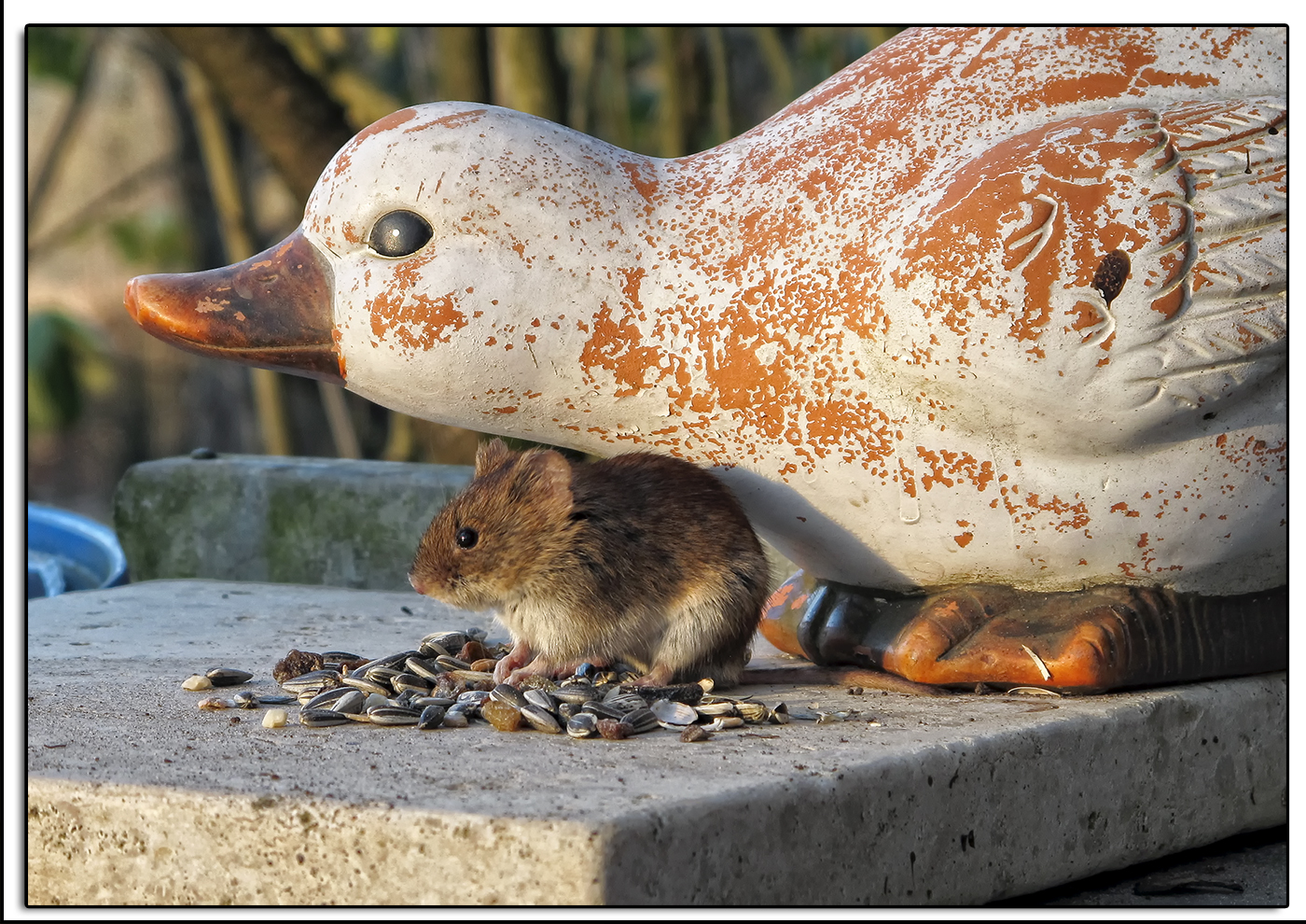 Es war für die Vögel gedacht aber die Maus hatte auch Hunger