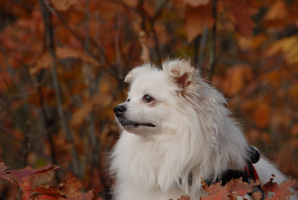 Es war gestern sehr schönes Wetter. Spike hat den Herbst sehr genossen