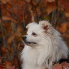 Es war gestern sehr schönes Wetter. Spike hat den Herbst sehr genossen