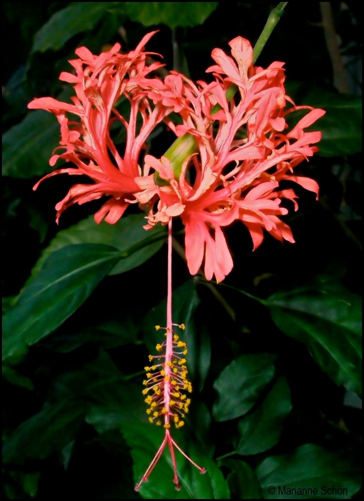 Es war im Botanischen Garten Berlin...