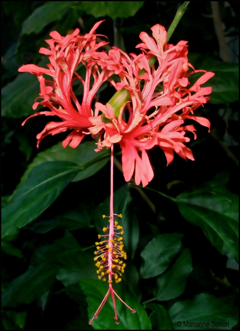 Es war im Botanischen Garten Berlin...