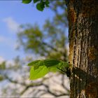 Es war im Frühling...