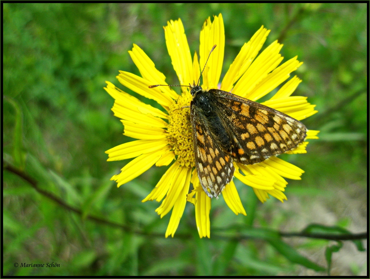 Es war im Sommer 2009...