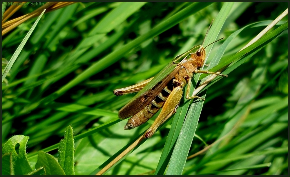 Es war im Sommer...