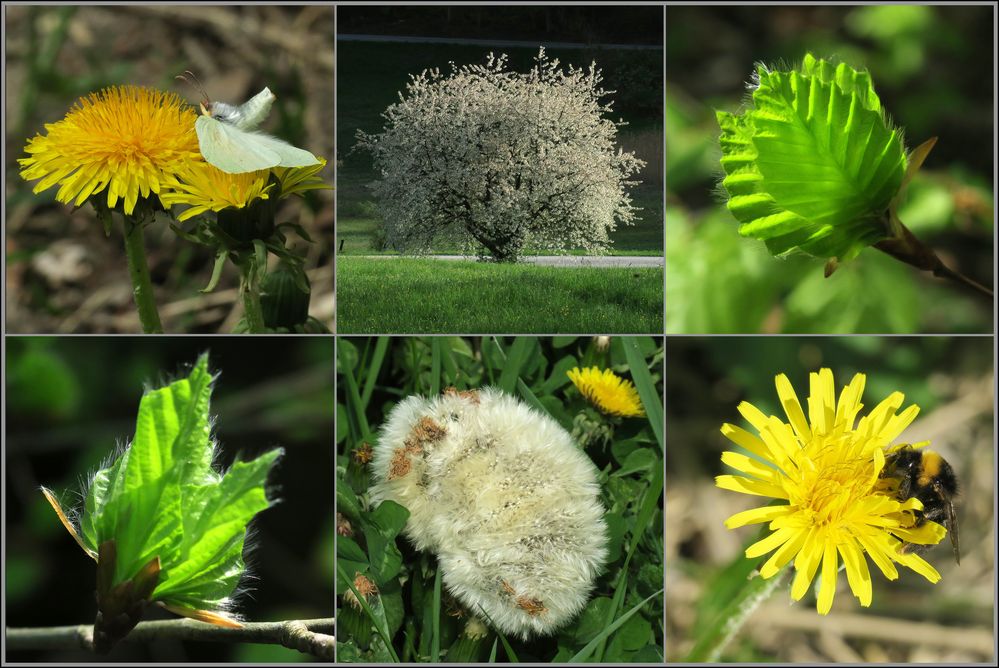 es war mal Frühling...