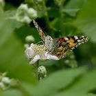 Es war mal wieder Flugwetter für Distelfalter