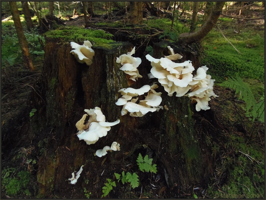 Es war noch grün im Wald...