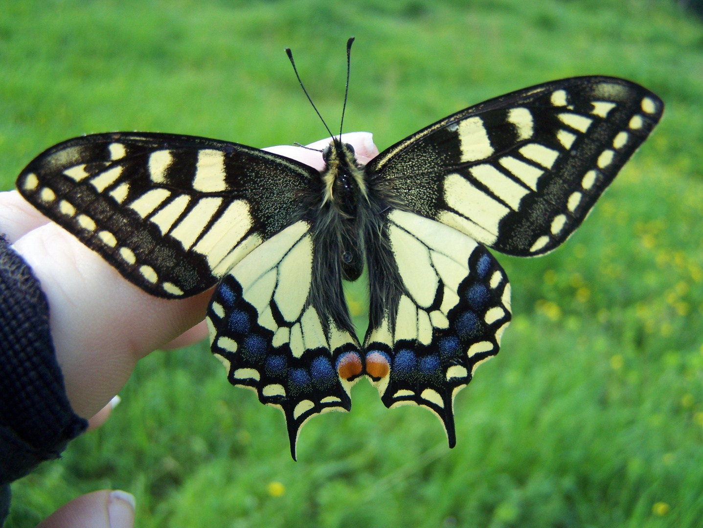 es war noch zu feucht und der Schmetterling konnte noch nicht fliegen