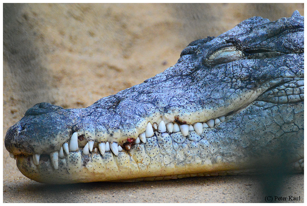 Es war sehr sehr lecker :-) Foto & Bild | tiere, zoo, wildpark ... Es war sehr sehr lecker :-) Foto & Bild | tiere, zoo, wildpark ...