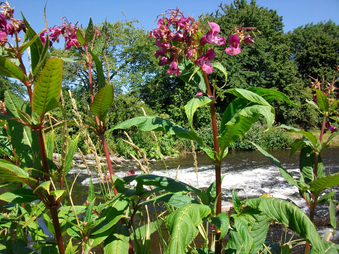 Es war Sommer! (2)