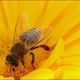 Bienen