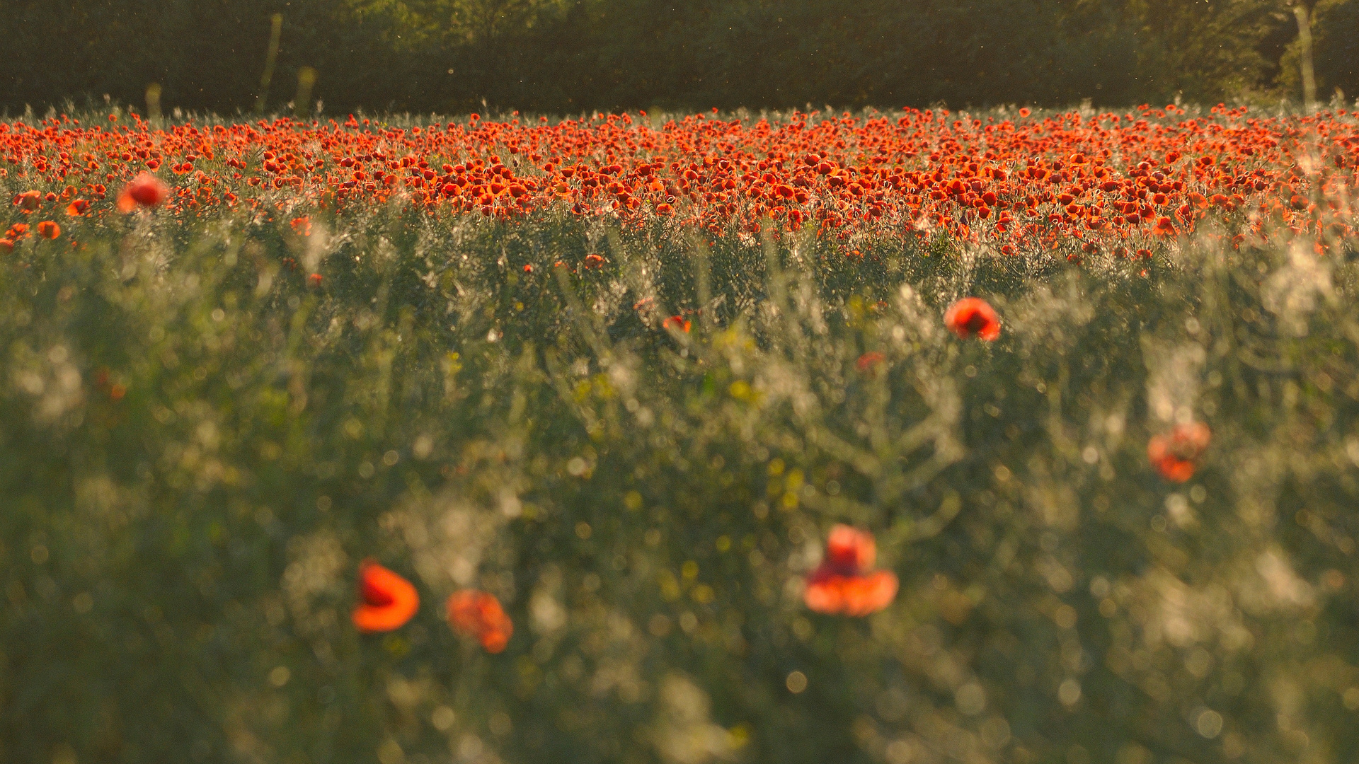 Es war Sommer