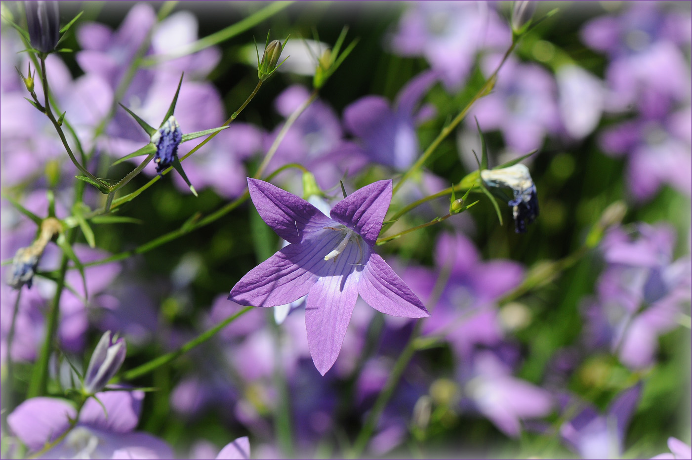 es war Sommer Foto & Bild sommer, wiese, natur Bilder auf
