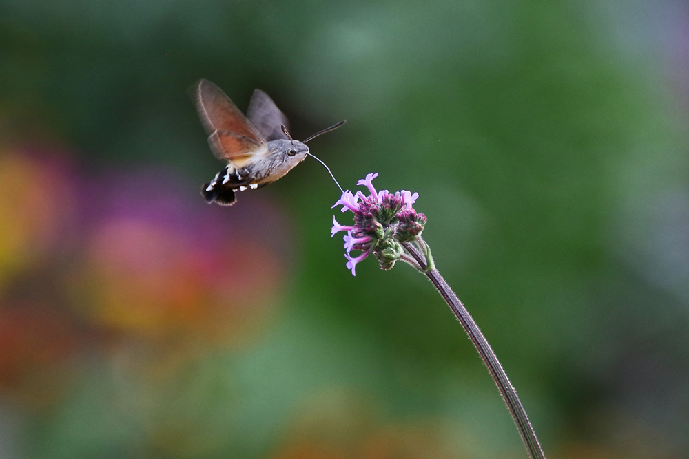 es war Sommer