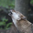 es war Vollmond und in der Nacht wurde mehrfach der Mond angeheult