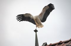 Es war wirklich das erste Mal, dass er das Nest verließ