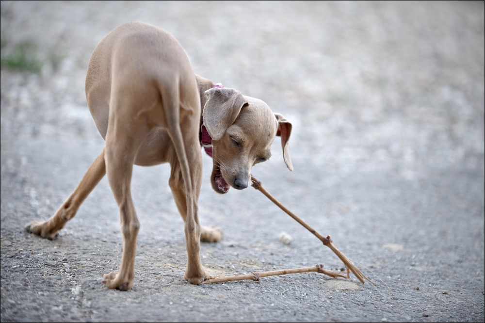 Es war wohl doch keine Dogge ... ;-)