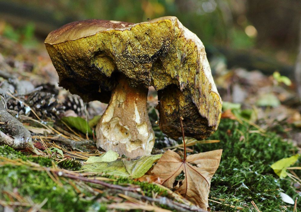 Es war.....einmal ein Steinpilz