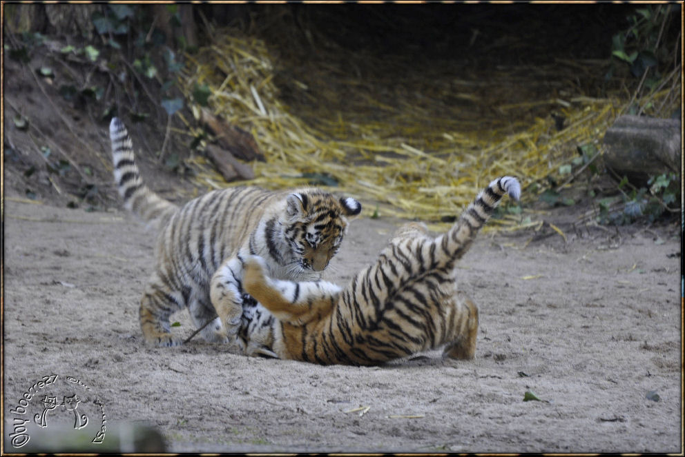 Es waren drei Tigerkinder 1