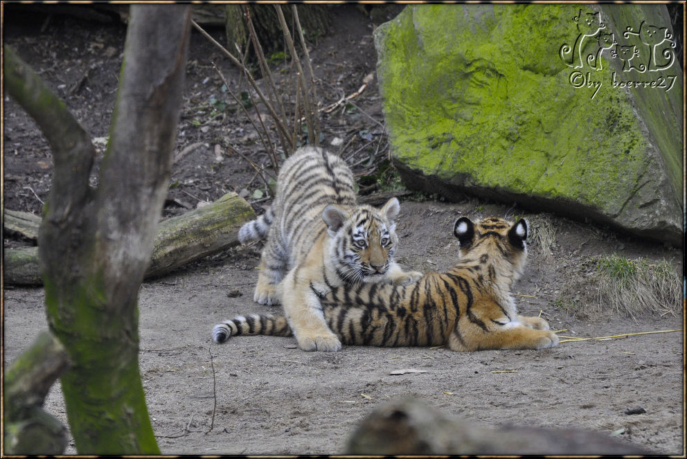 Es waren drei Tigerkinder 3