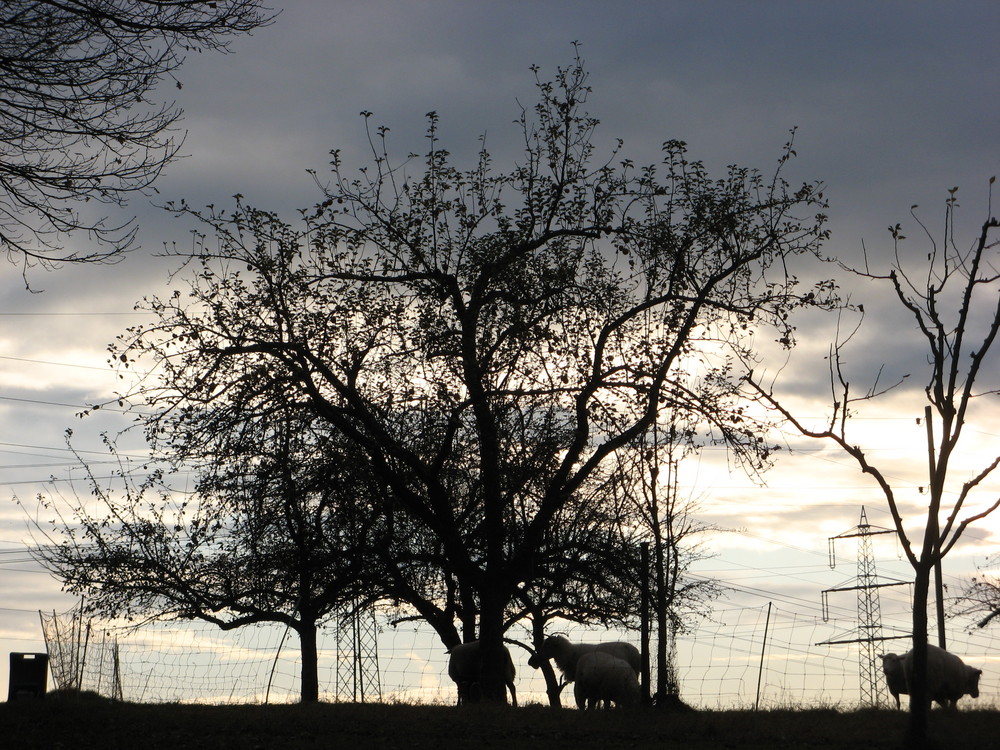 "Es waren einmal ein Baum und fünf Schafe..."