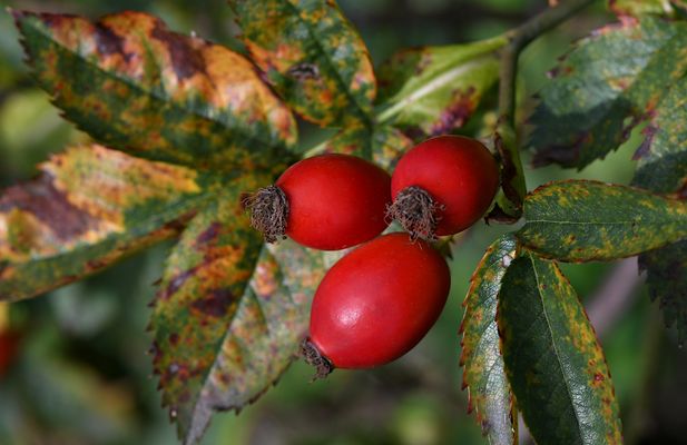 ES WAREN EINMAL FILIGRANE FRÜHLINGBLÜTEN ...