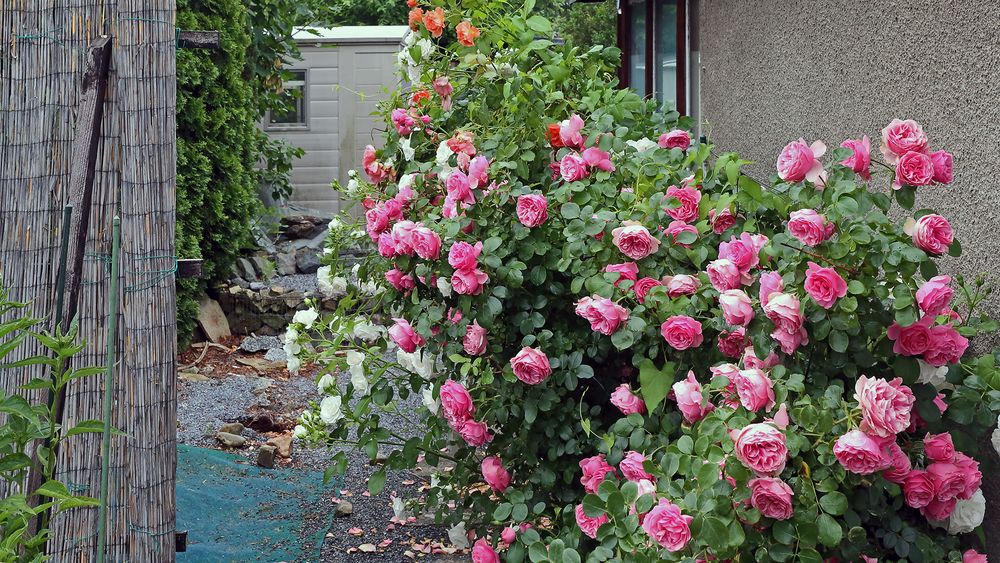 Es waren einst nur drei Rosenpflanzen...und nun ??