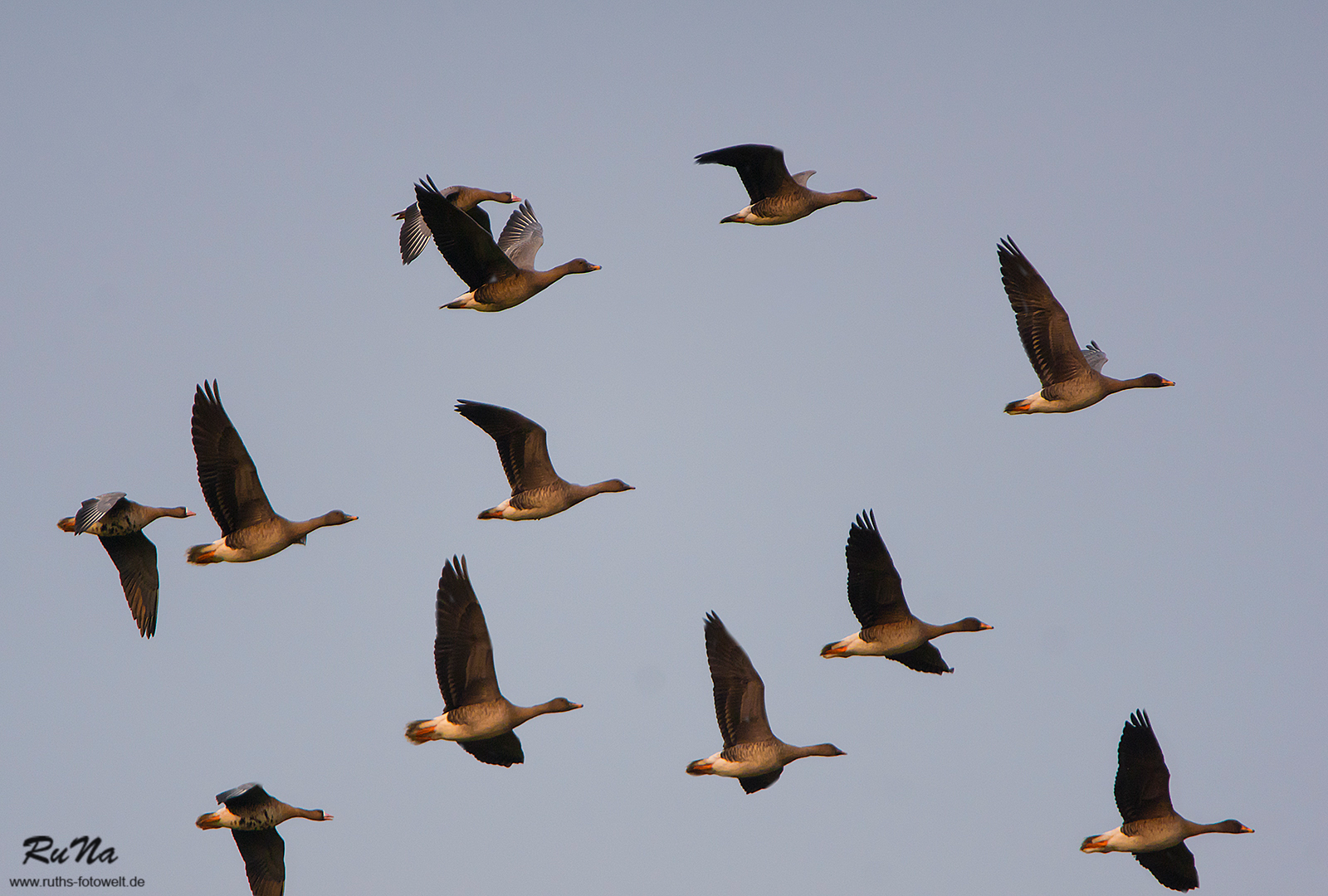 Es waren Gänse in der Luft