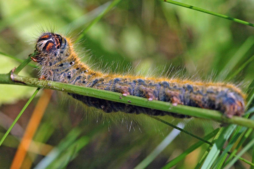 Es waren seine Augen - Raupe vom Kleespinner (Lasiocampa trifolii)