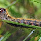 Es waren seine Augen - Raupe vom Kleespinner (Lasiocampa trifolii)