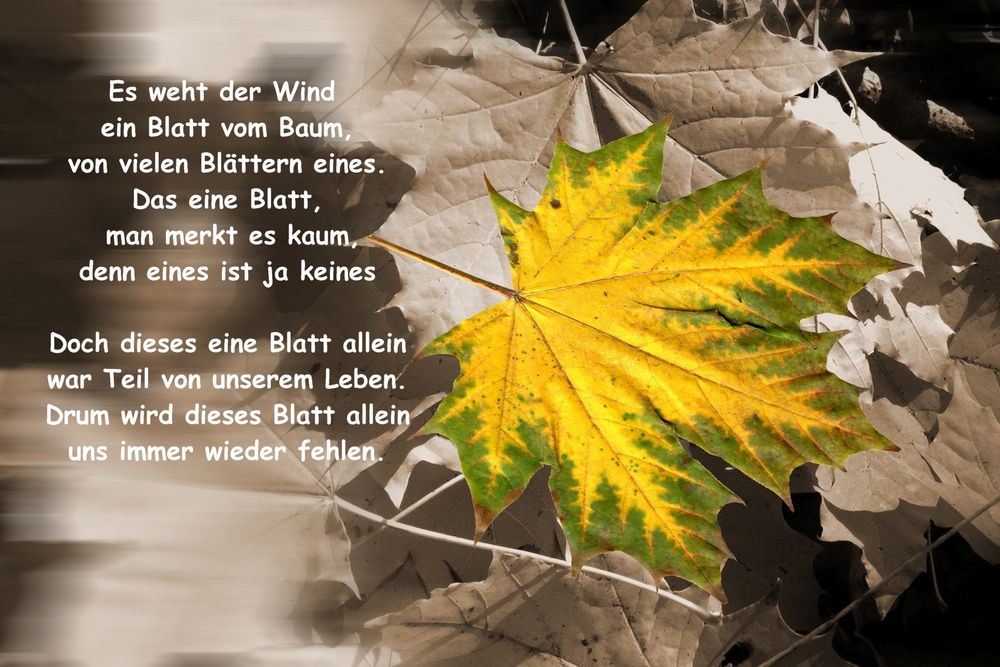 Es weht der Wind ein Blatt vom Baum.... Foto & Bild