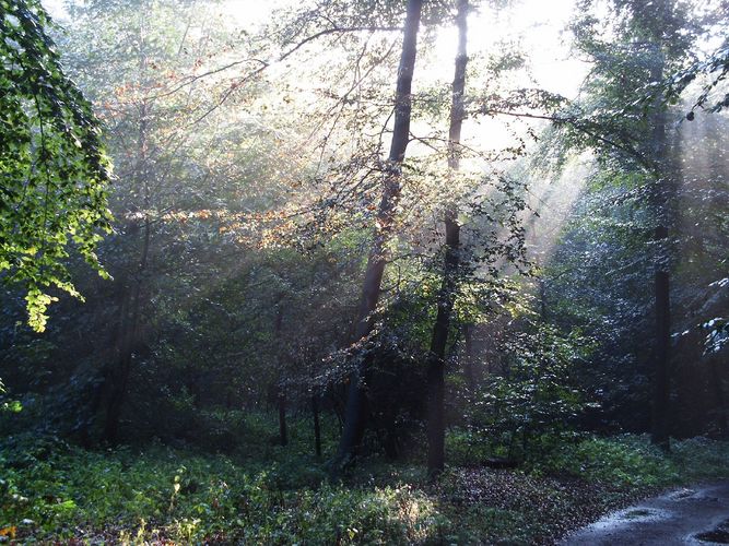 es weht die Sonne durch die bäume...