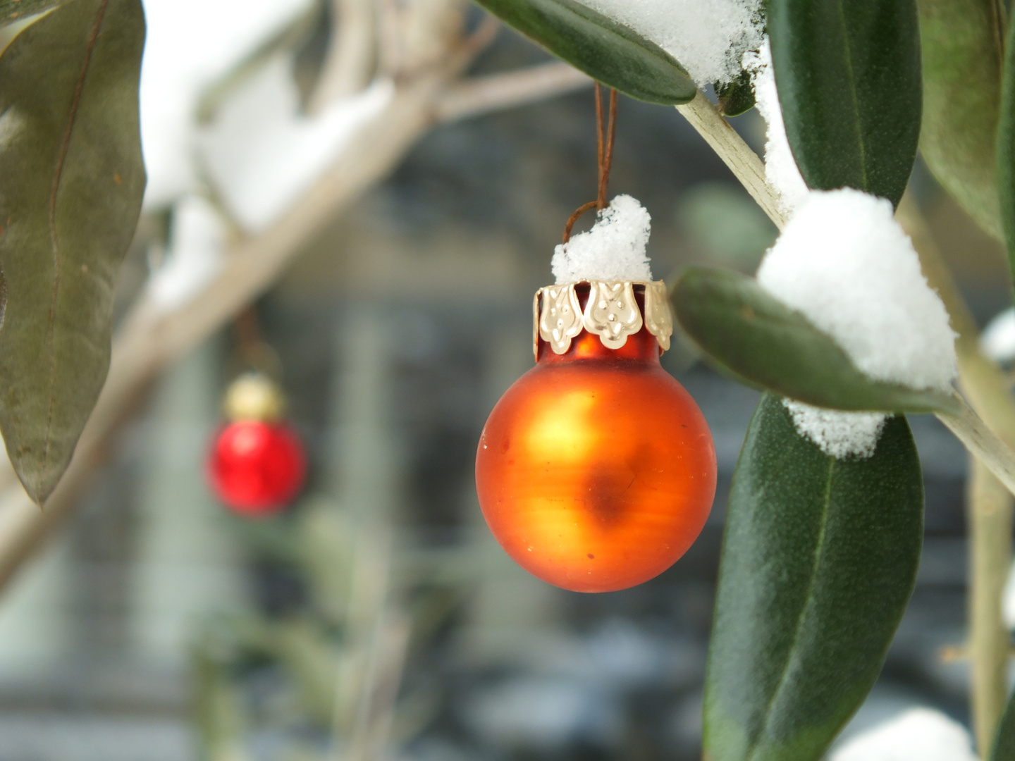 Es weihnachtet am Olivenbaum ...