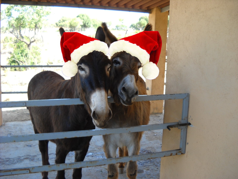 Es Weihnachtet Foto Bild Tiere Haustiere Pferde Esel Maultiere Bilder Auf Fotocommunity