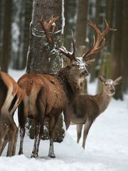 ...es weihnachtet sehr!