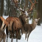 ...es weihnachtet sehr!