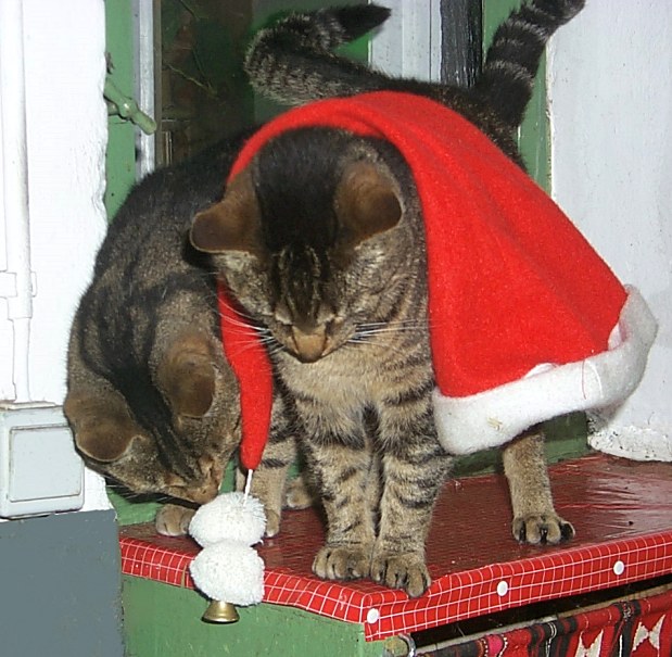 Es weihnachtet überall.....auch im Stall :-)