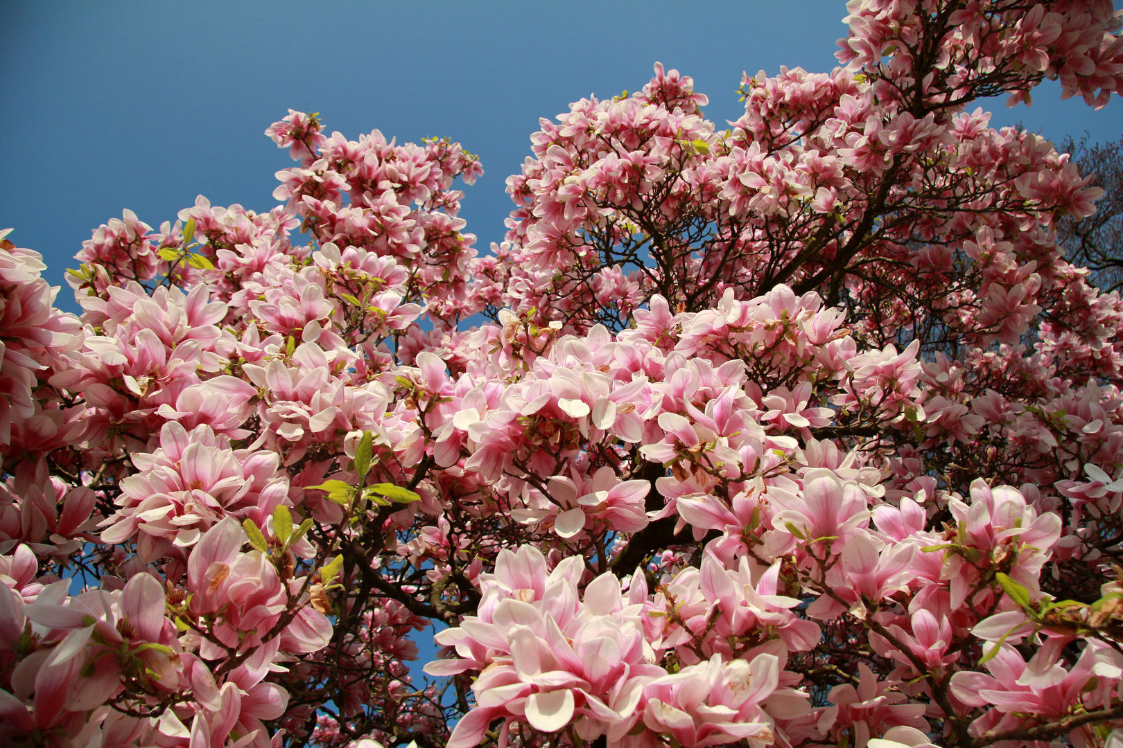 Es werde bald Frühling