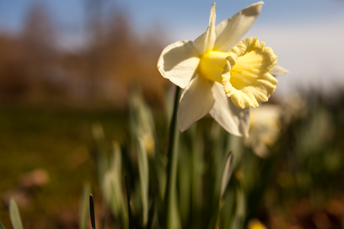 Es werde Frühling