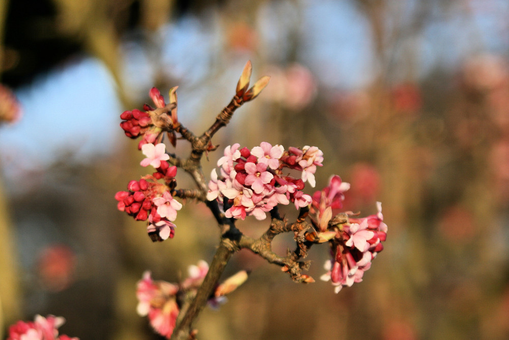 Es werde Frühling