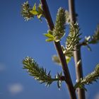 ..es werde Frühling...