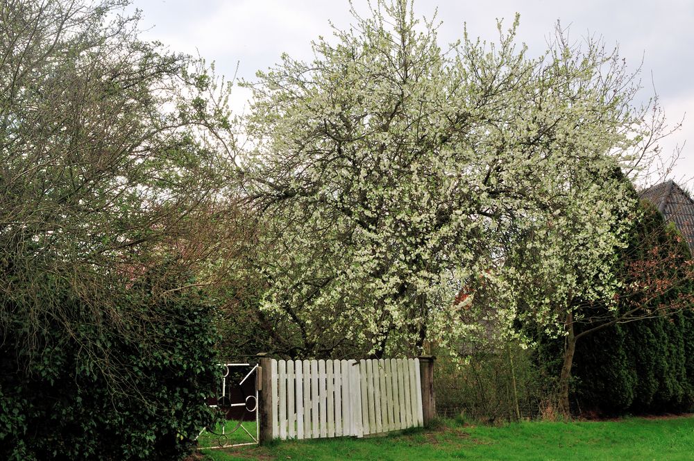 es werde Frühling