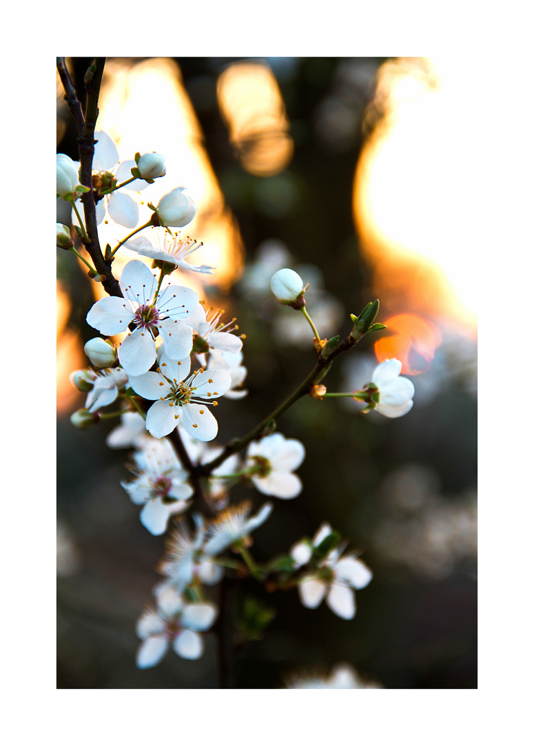 Es Werde Frühling, Freude Kommt Auf!