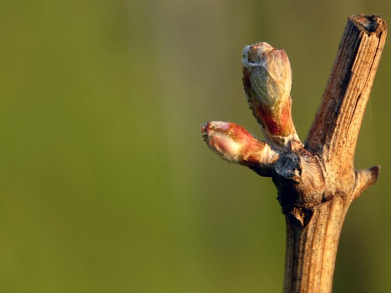 es werde Wein